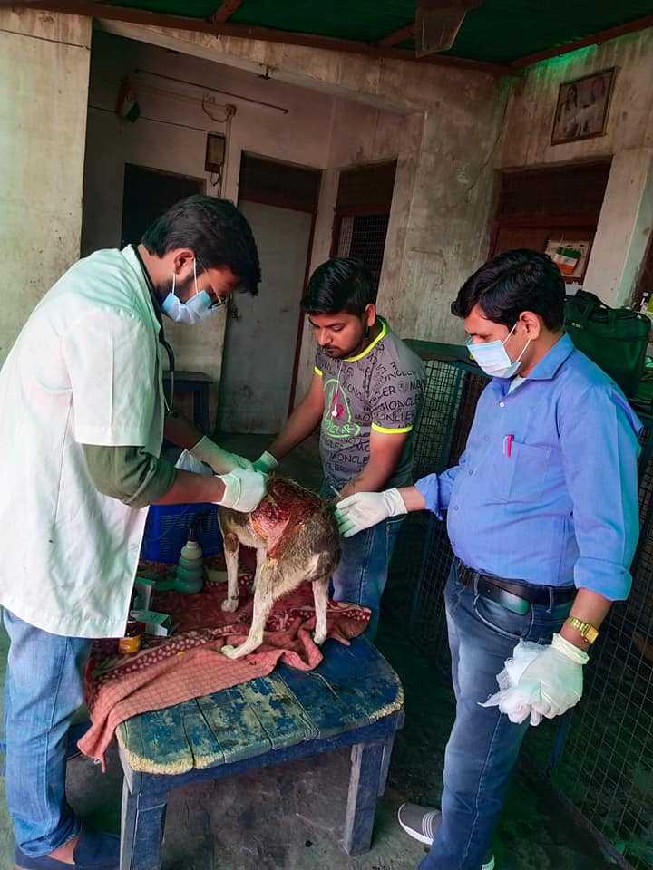 Humanity reached its lowest point when three innocent dogs were attacked by acid at village Khandauli in the dead of the night. The culprits ran away and the case was reported to us on our helpline. The dogs were rescued and brought to the shelter for their treatment, which is a long, tedious and painful road ahead. Also our struggle is on for filing official complaint at the local thana, which has proven to be quite unsuccessful so far.